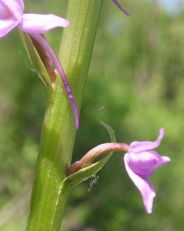 Quiz: Lusus da indovinare!  (Gymnadenia conopsea)